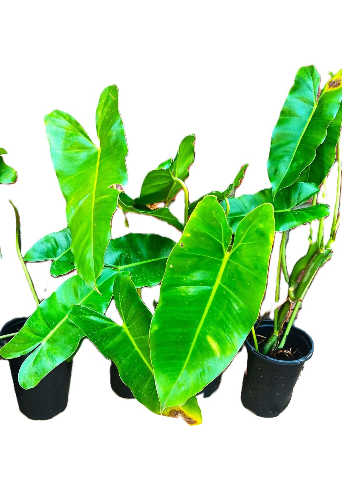 Burle Marx Philodendron Live Mature Rooted 18-inch Plant Indoor/Outdoor Lush Leaves