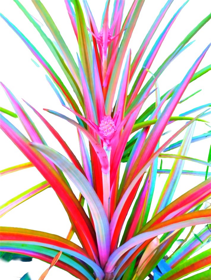 Ananas Lucidus Fire Pineapple Rare Tropical Plant Indoor/Outdoor Houseplant.