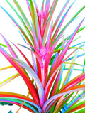 Ananas Lucidus Fire Pineapple Rare Tropical Plant Indoor/Outdoor Houseplant.