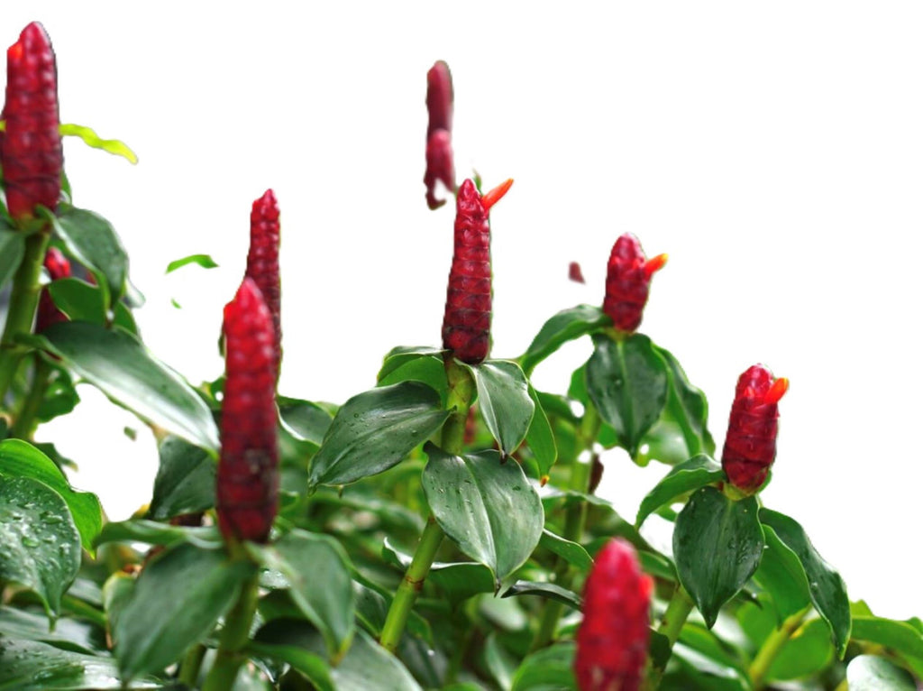 Indian Head Ginger – 2 Stalks, 10" Rooted Live Plant Costys woodsonii, garden ready, easy to grow outdoor/indoor live plants