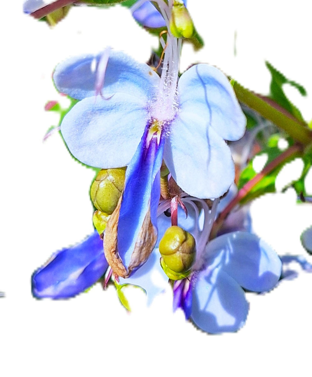 Blue Butterfly 14-inch Starter Plant, Exotic Clerodendrum Ugandense, Tropical Full Sun Flowering Shrub