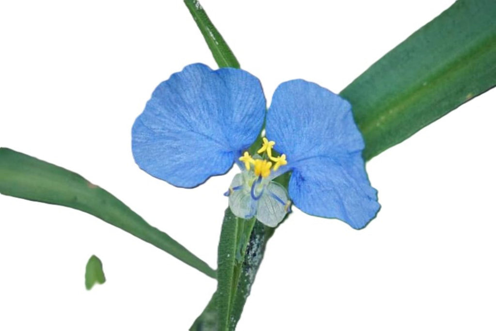 Tradescantia Whitemouth Dayflower Plant, 4 Inch Pot, 6 Rooted Stems, Blue Flowers, Indoor/Outdoor