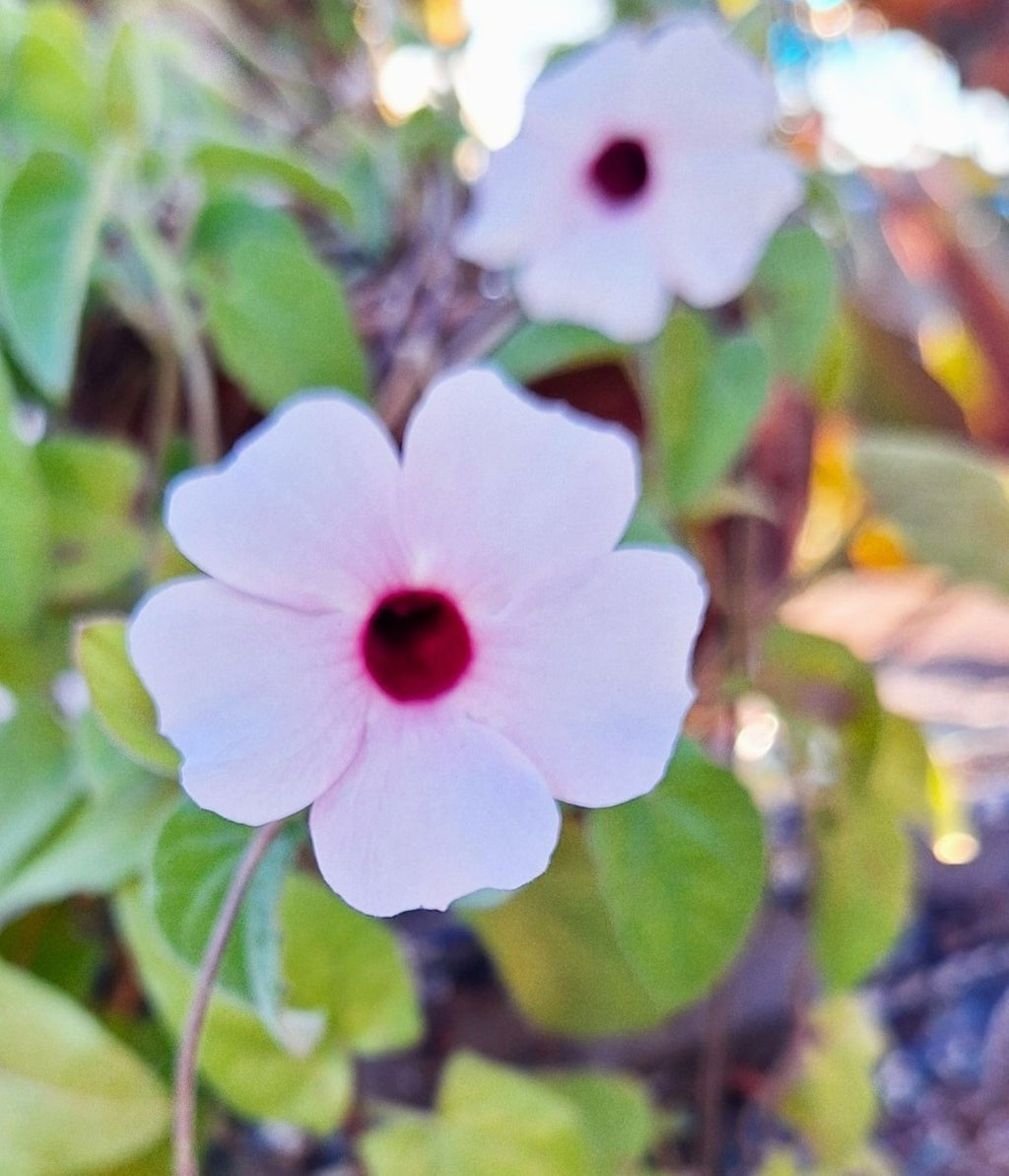 Thunbergia erecta – Rose Pink Bush Clockvine (Fully Rooted Starter Vine)