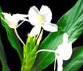 Hawaiian 20-inch White Fragrant Butterfly Ginger GROWN PLANTS- Ready to Bloom