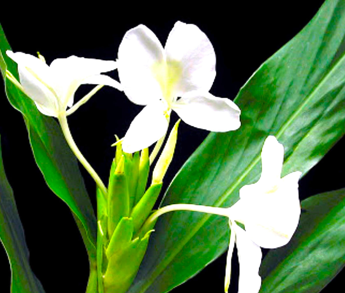 Hawaiian 20-inch White Fragrant Butterfly Ginger GROWN PLANTS- Ready to Bloom