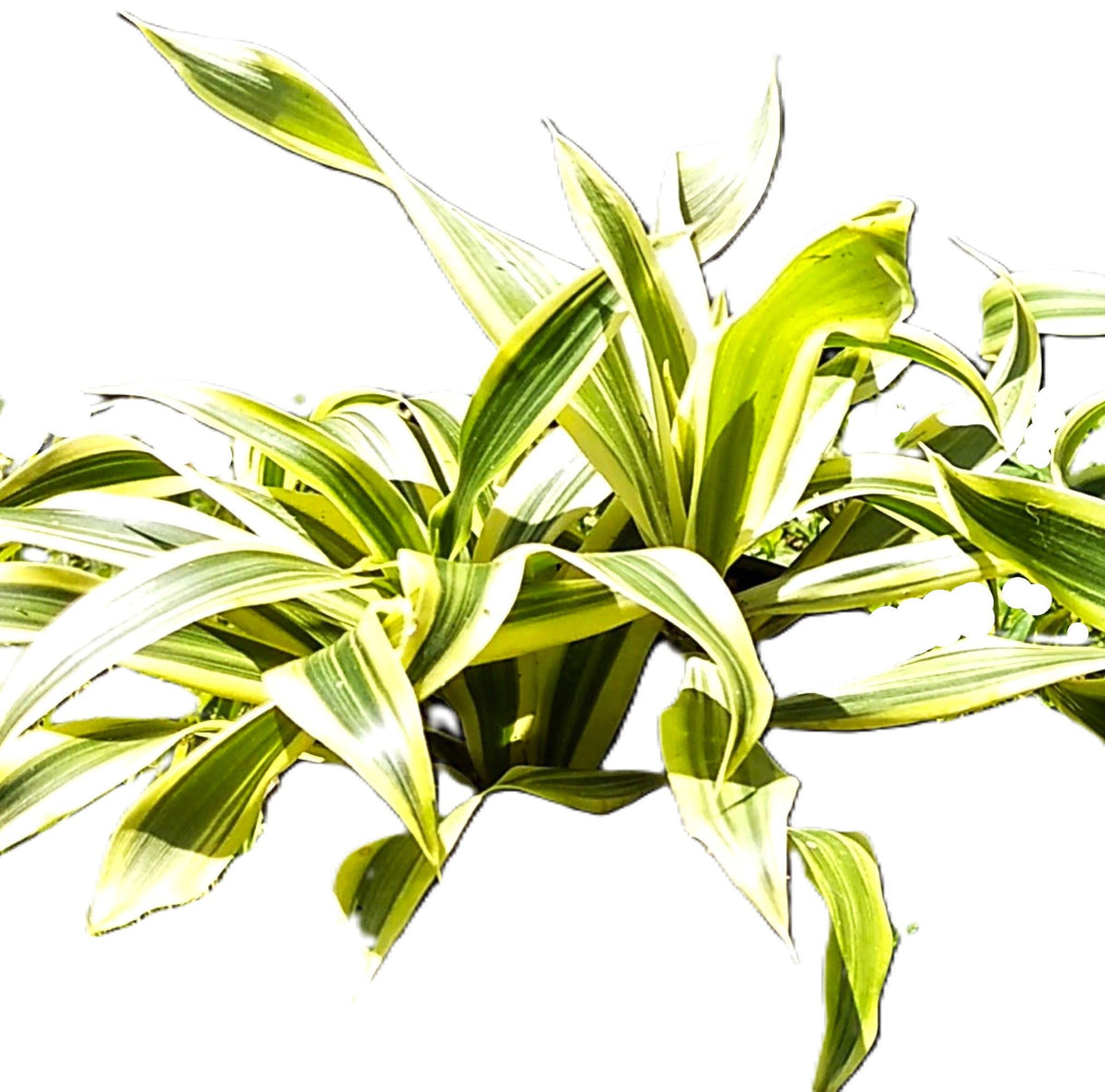 Dracaena Song of India Plant Combo with Tradescantia Purple Hearts