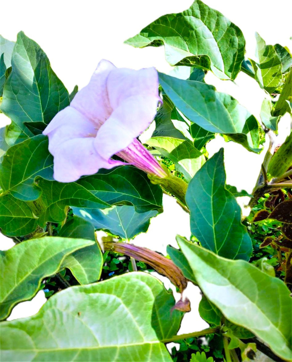 Datura Devils Trumpet Lilac-Lavender 6" FRAGRANT blooms 2026 Seeds