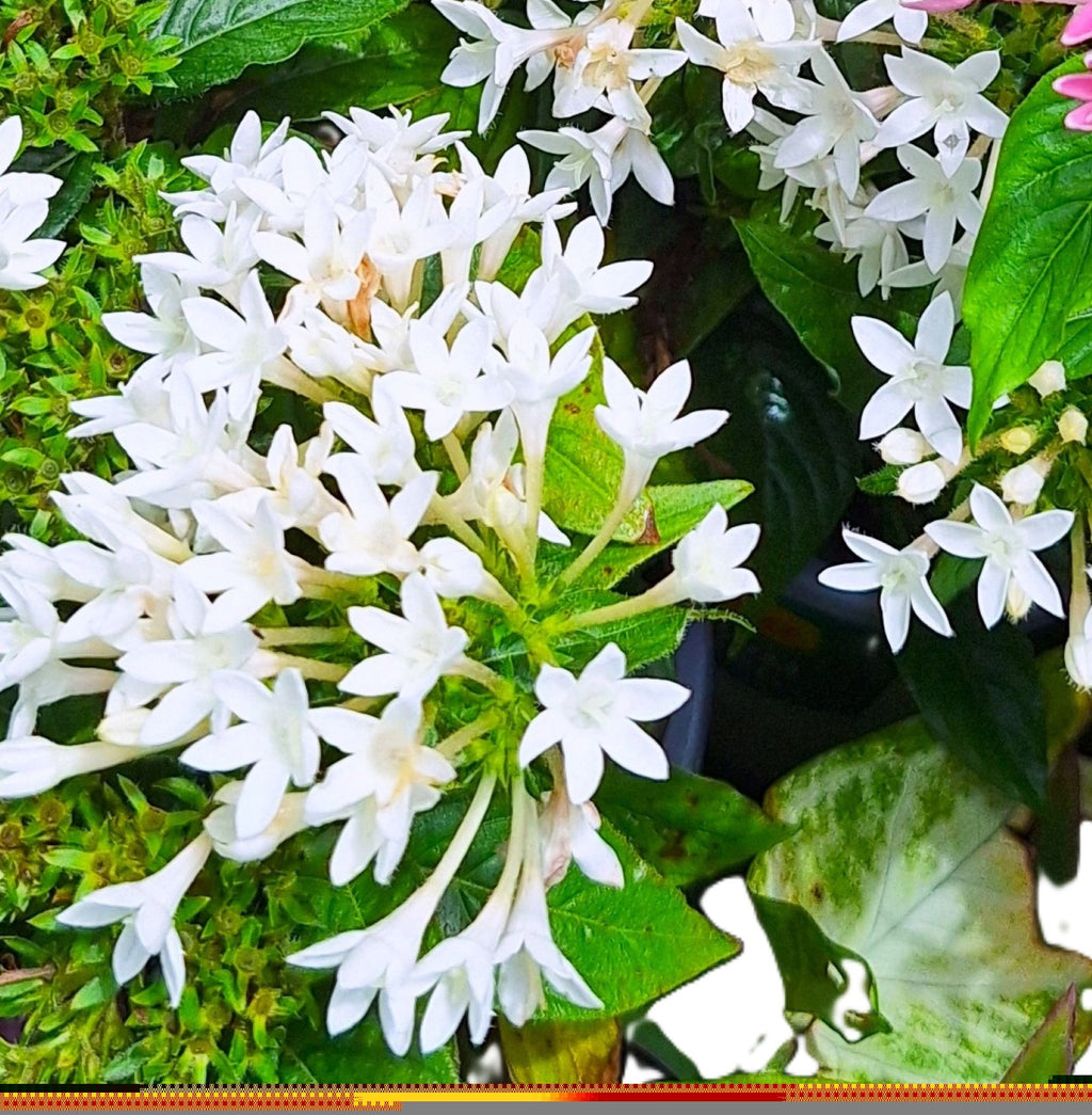 Starry White Egyptian Stars Pentas (Pentas lanceolata) Blooming 10-inch Plants