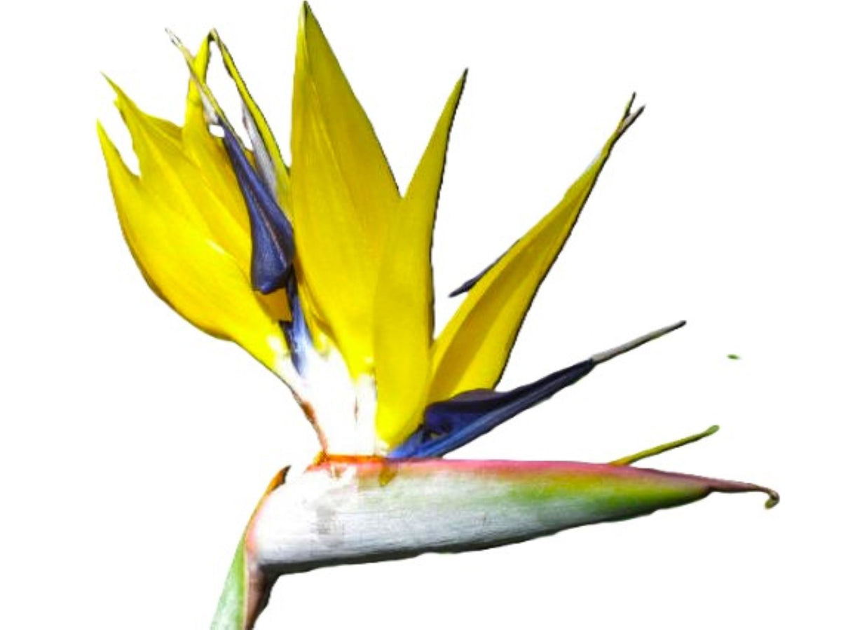 Yellow Bird Of Paradise Mandela's Gold 18" Tropical Live Plant Indoor/Outdoor