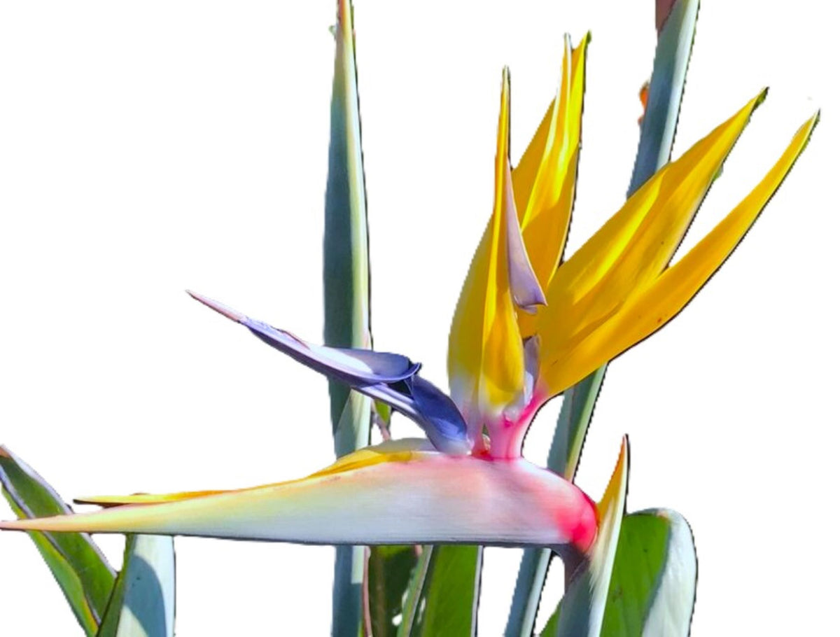 Yellow Bird Of Paradise Mandela's Gold 18" Tropical Live Plant Indoor/Outdoor